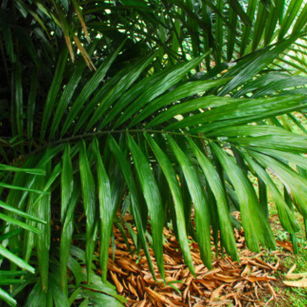 Nasiona Palmy Cukrowek Westerhouta - Arenga Westerhoutii﻿﻿