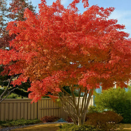 Nasiona Klonu Ginnala - Acer Ginnala