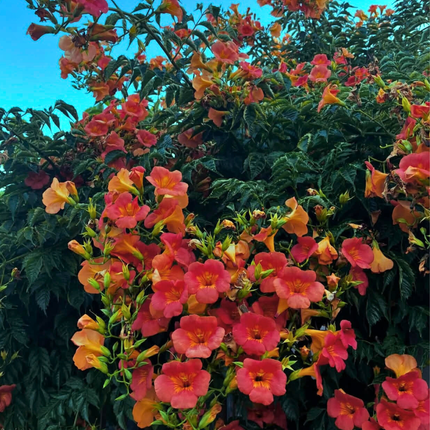 Nasiona Milinu Amerykańskiego - Campsis Radicans