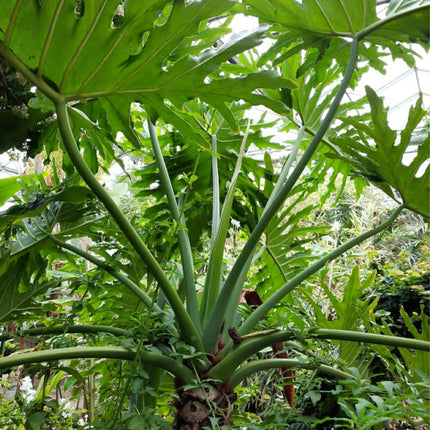 Nasiona Filodendronu Selloum - Philodendron Bipinnatifidum