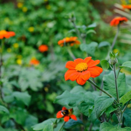 Nasiona Titoni Okrągłolistnej - Tithonia Rotundifolia