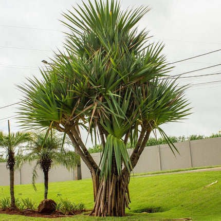 Nasiona Pandana Trwałego - Pandanus Utilis
