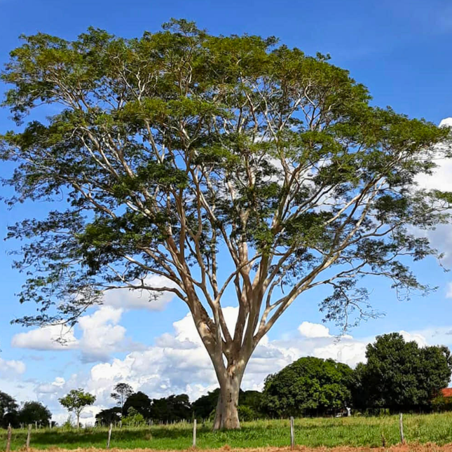 Nasiona Albicji Niopoides - Albizia Niopoides