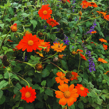 Nasiona Titoni Okrągłolistnej - Tithonia Rotundifolia