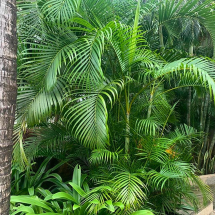 Nasiona Palmy Areki - Dypsis Lutescens