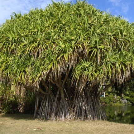 Nasiona Pandana Trwałego - Pandanus Utilis