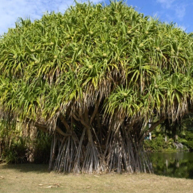 Nasiona Pandana Trwałego - Pandanus Utilis