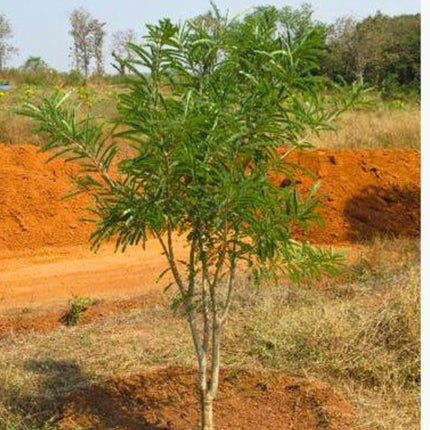 Nasiona Agrestu Indyjskiego - Phyllanthus Emblica