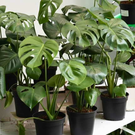 Nasiona Monstery Dziurawej - Monstera Deliciosa