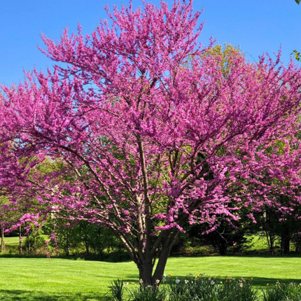 Nasiona Judaszowca Zachodniego - Cercis Occidentalis