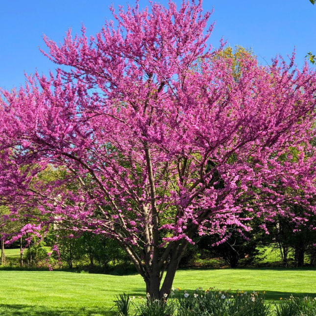 Nasiona Judaszowca Zachodniego - Cercis Occidentalis