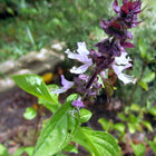 Bazylia cynamonowa Ocimum basilicum 'Cinnamon' – fioletowy kwiatostan z lawendoworóżowymi kwiatami