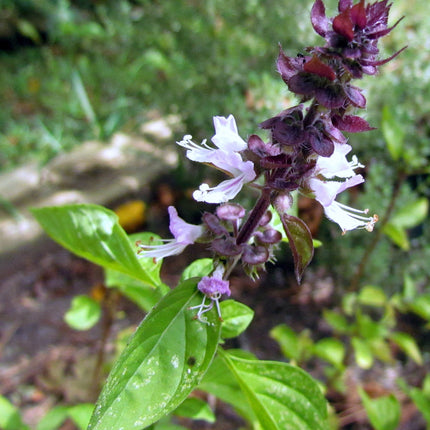 Bazylia cynamonowa Ocimum basilicum 'Cinnamon' – fioletowy kwiatostan z lawendoworóżowymi kwiatami