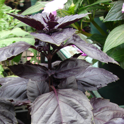Bazylia czerwona Ocimum basilicum 'Red Rubin' – roślina o brązowopurpurowych liściach