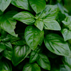 Bazylia genueńska Ocimum basilicum 'Genovese' – duże, błyszczące zielone liście