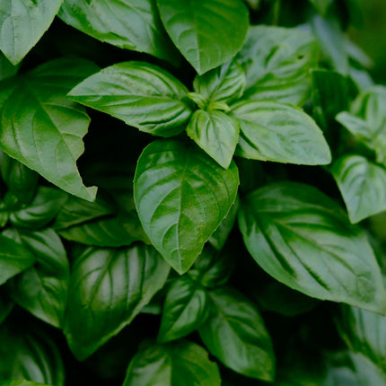Bazylia genueńska Ocimum basilicum 'Genovese' – duże, błyszczące zielone liście
