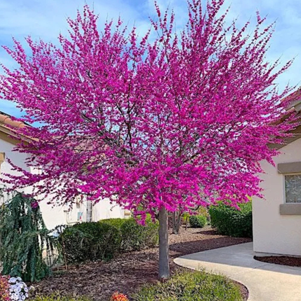 Nasiona Judaszowca Zachodniego - Cercis Occidentalis