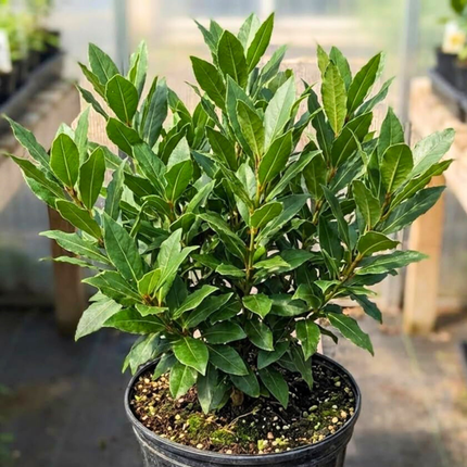 Nasiona Liścia Laurowego – Laurus Nobilis