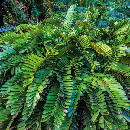 Nasiona Sagowca Jamajskiego - Zamia Furfuracea