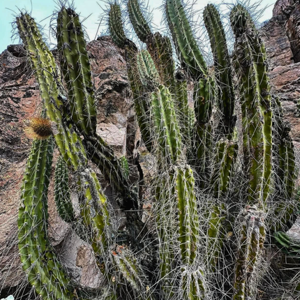 Nasiona Kaktusa Andyjskiego - Corryocactus Brevistylus