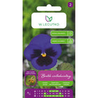 Bratek wielkokwiatowy Alpensee niebieski - Viola × wittrockiana