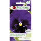 Bratek wielkokwiatowy Bergwacht fioletowy - Viola × wittrockiana