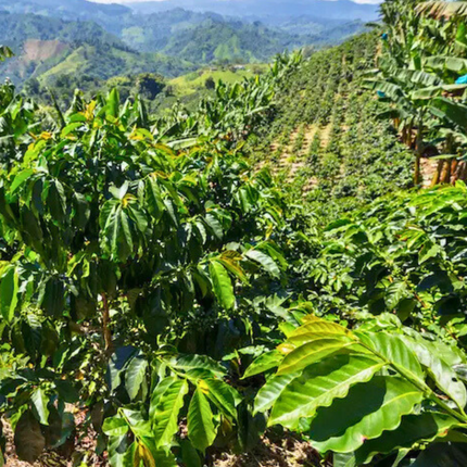 Nasiona Kawy Arabskiej 'Borbón' - Coffea Arabica 'Borbón'