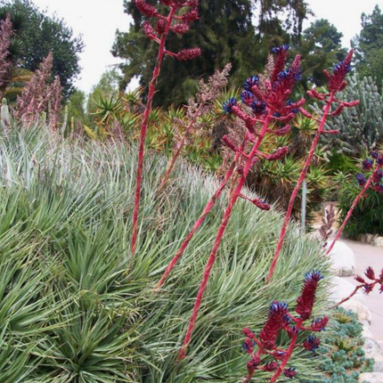 Nasiona Puya Kolczasta - Puya Coerulea