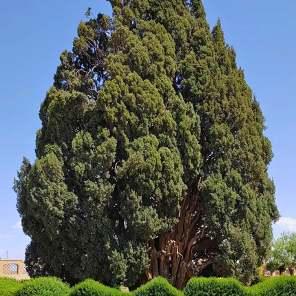 Nasiona Cyprysa Wiecznie Zielonego - Cupressus Sempervirens