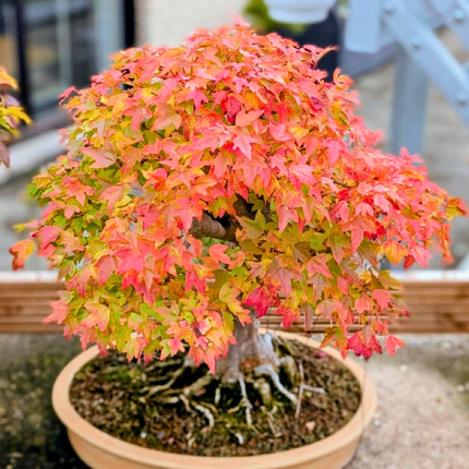 Nasiona Klonu Trójzębnego - Acer Buergerianum