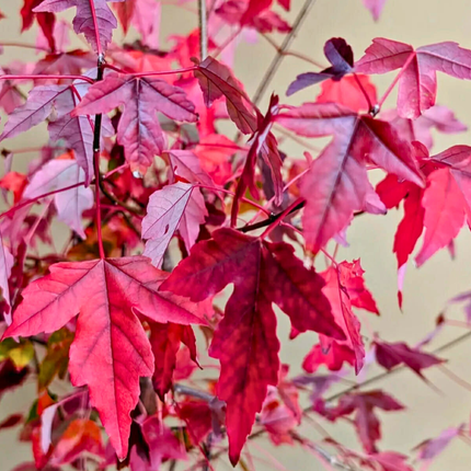 Nasiona Klonu Trójzębnego - Acer Buergerianum