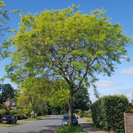 Nasiona Glediczji Trójcierniowej - Gleditsia Triacanthos