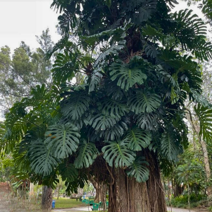 Nasiona Monstery Dziurawej - Monstera Deliciosa