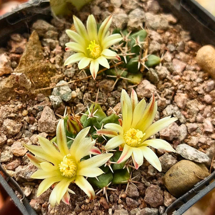 Nasiona Kaktusa Poduszeczki - Mammillaria Peninsularis