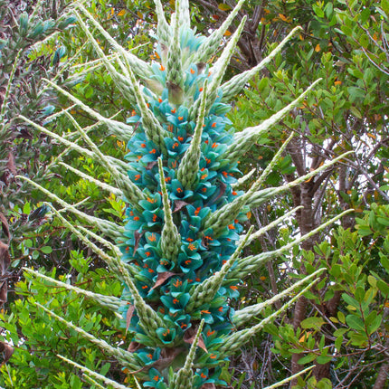 Nasiona Puya Niebieska - Puya Berteroniana
