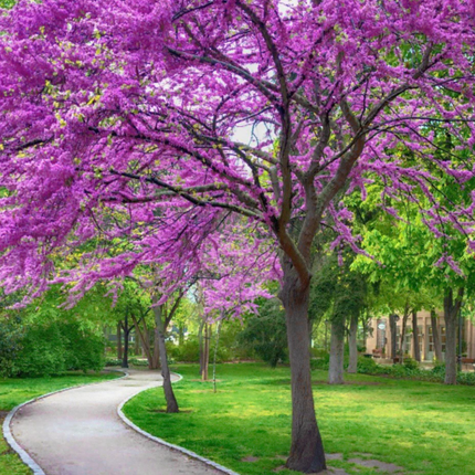 Nasiona Judaszowca Zachodniego - Cercis Occidentalis