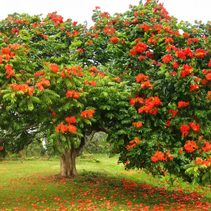 Nasiona Tulipanowca Afrykańskiego - Spathodea Campanulata