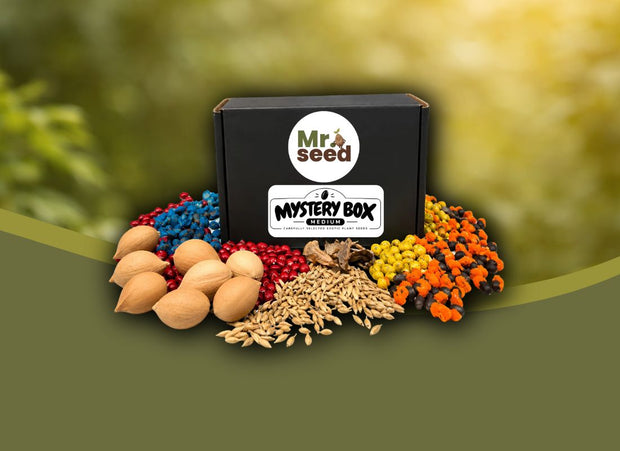 <h2><strong>mystery box</strong></h2>