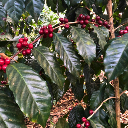 Nasiona Kawy Arabskiej 'Borbón' - Coffea Arabica 'Borbón'