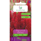 Celozja pierzasta Scarlet Plume czerwona - Celosia argentea var. plumosa