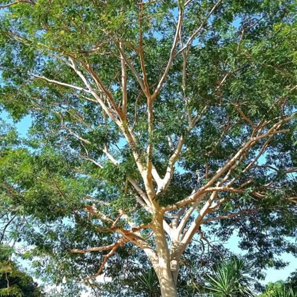 Nasiona Albicji Niopoides - Albizia Niopoides