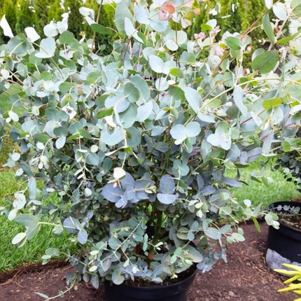 Nasiona Eukaliptusa Gałkowego - Eucalyptus Globulus