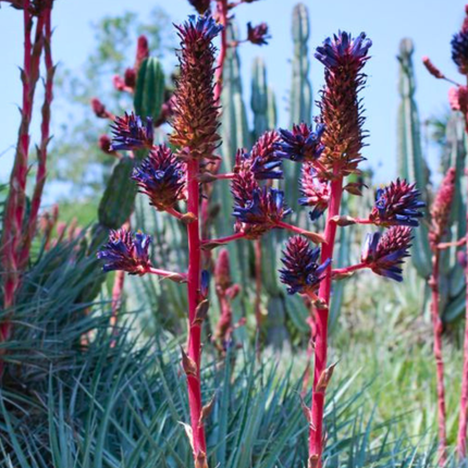 Nasiona Puya Kolczasta - Puya Coerulea