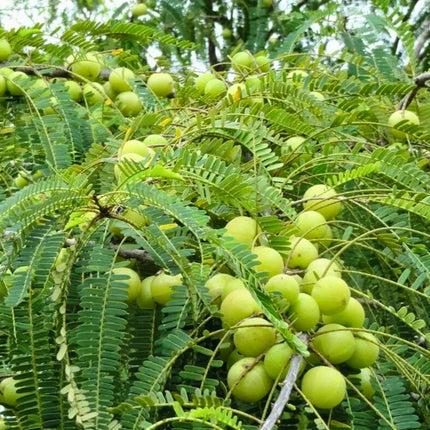 Nasiona Agrestu Indyjskiego - Phyllanthus Emblica