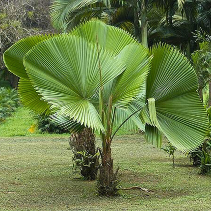 Nasiona Bagiennej Palmy Wachlarzowatej - Licuala Peltata var. sumawongii