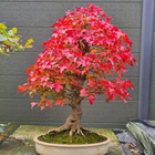Nasiona Klonu Trójzębnego (Acer buergerianum)