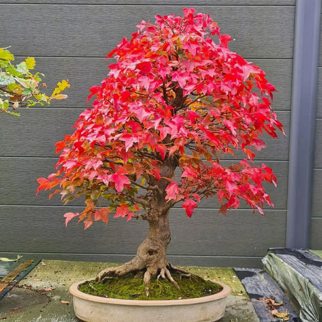 Nasiona Klonu Trójzębnego - Acer Buergerianum