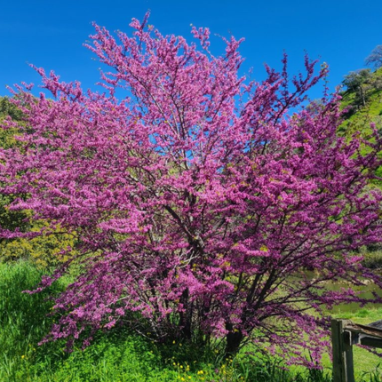 Nasiona Judaszowca Zachodniego - Cercis Occidentalis