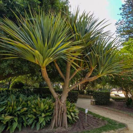 Nasiona Pandana Trwałego - Pandanus Utilis