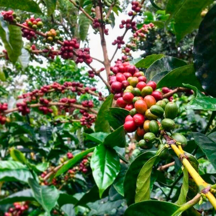 Nasiona Kawy Arabskiej 'Borbón' - Coffea Arabica 'Borbón'